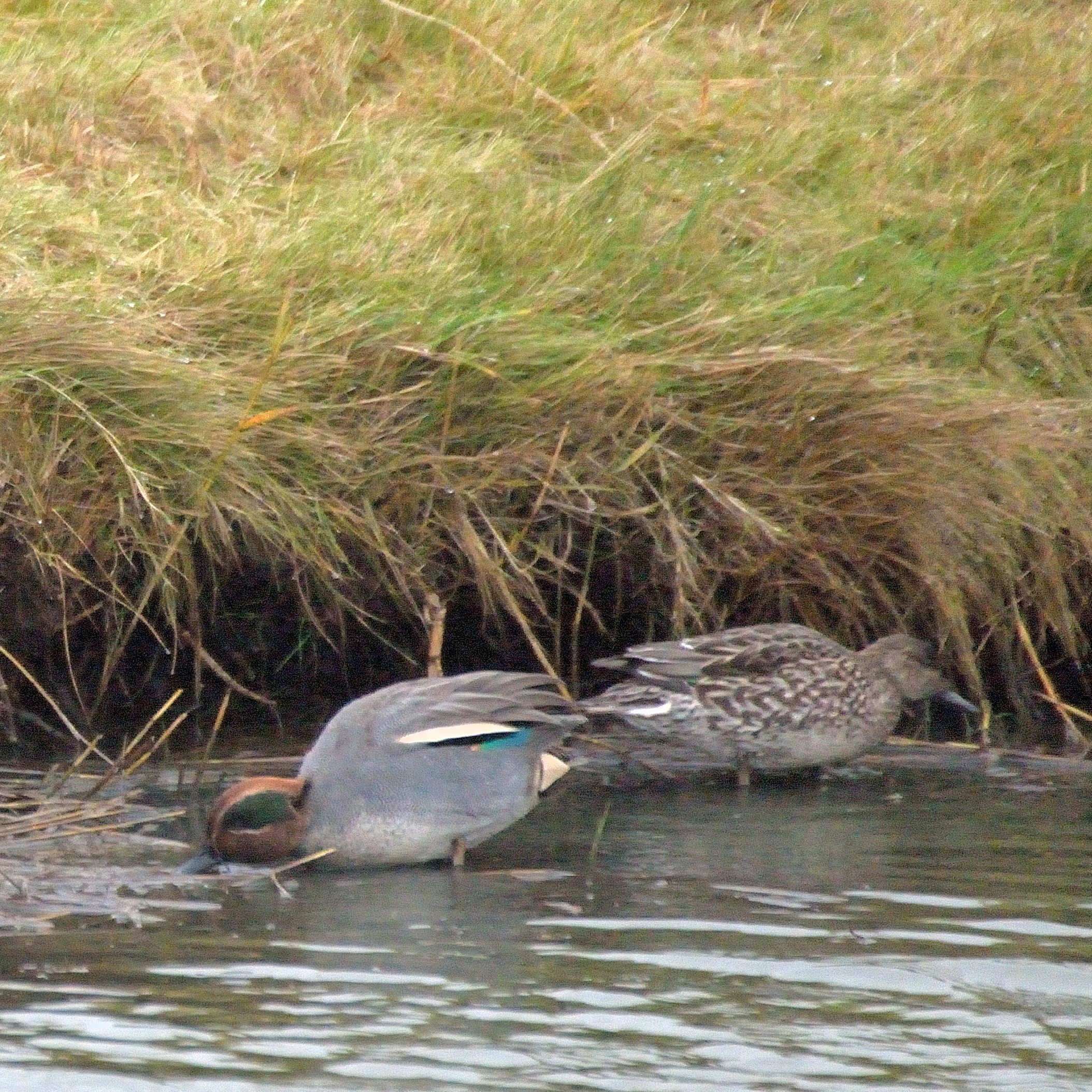 Sarcelles d'hiver (Eurasian teal, Anas crecca), couple nuptial cherchant sa nourriture, Oudeschild, Ile de Texel, Pays-bas.